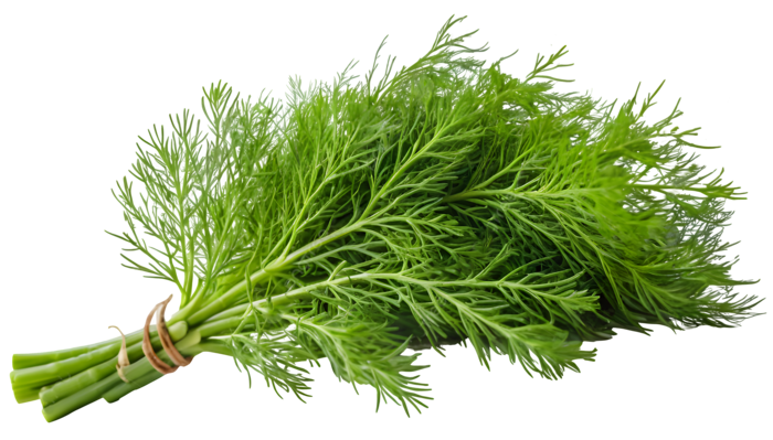 Dill (O&G) main product photo