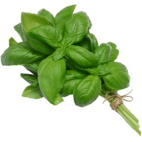 Basilikum (O&G) - link to product page