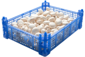 Champignons - link to product page