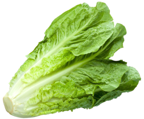 Romana sla (AGF) - link naar productpagina